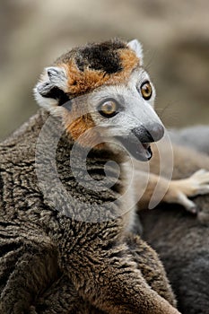 Crowned Lemur