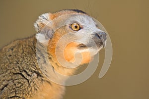 Crowned Lemur