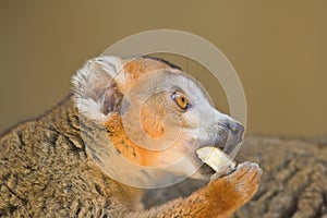 Crowned Lemur