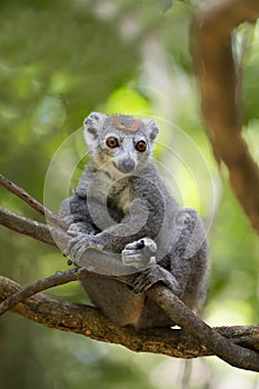 Crowned lemur Ankarana National Park