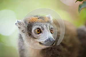 Crowned lemur Ankarana National Park