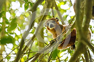 Crowned lemur Ankarana National Park, Madagascar