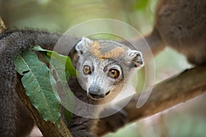 Crowned lemur Ankarana National Park photo