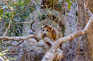 Crowned Lemur in Ankarana Park Madagascar