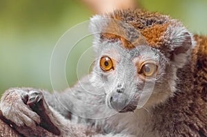 Crowned lemur closeup