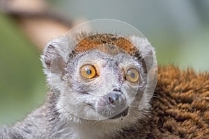 Crowned lemur closeup