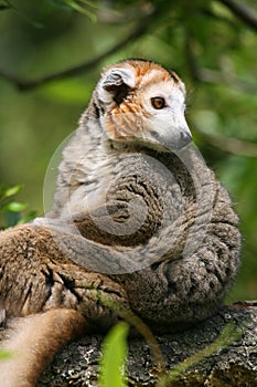 Crowned lemur (Eulemur coronatus)