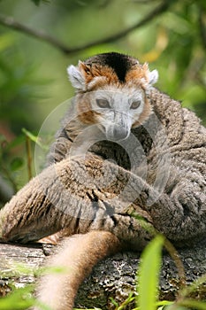 Crowned lemur (Eulemur coronatus)