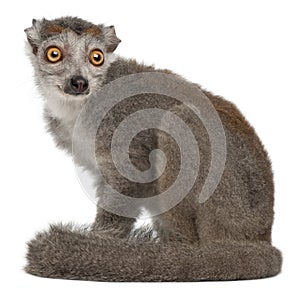 Crowned lemur, Eulemur coronatus, 2 years old