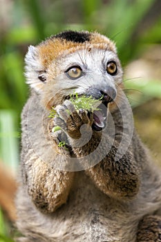 Crowned Lemur Eulemur coronatus