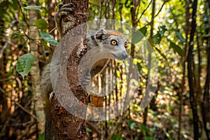 Crowned Lemur - Eulemur coronatus