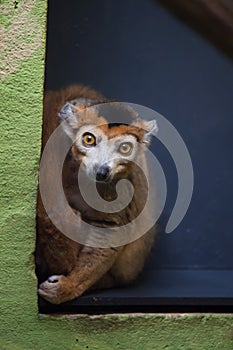 Crowned lemur (Eulemur coronatus).