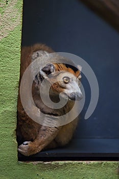 Crowned lemur (Eulemur coronatus).