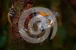Crowned lemur, Eulemur coronatus, Akaninâ ny nofy,  Madagascar, endemic on island.  Monkey detail close-up potrait with tree photo