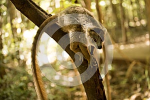 Crowned lemur, Eulemur coronatus, on a branch in Ankaran Reserve, Madagascar