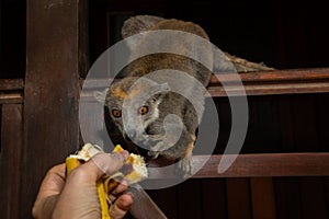 Crowned lemur (Eulemur coronatus) eating fruits