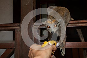 Crowned lemur (Eulemur coronatus) eating fruits