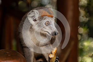 Crowned lemur (Eulemur Coronatus), endemic animal