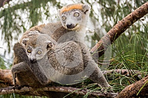 Crowned lemur