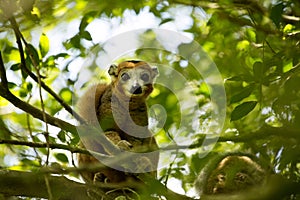 Crowned lemur, Eulemur coronatus, is almost invisible in the trees, Amber mountain, Madagascar