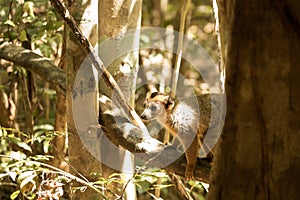 Crowned lemur, Eulemur coronatus, resting on a vine Ankarana Reserve, Madagascar