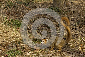 Crowned Lemur in the ground