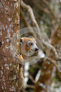 Crowned lemur male