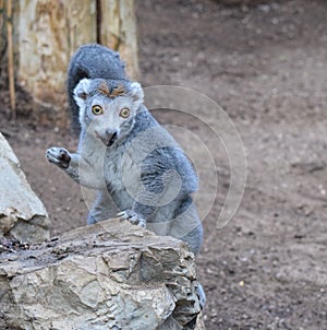 Crowned Lemur portrait