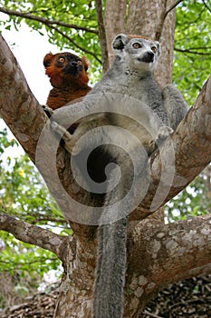 Crowned lemur and ruffed lemur