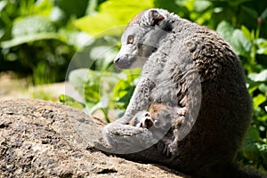 Crowned Lemur twins born at Bristol Zoo, UK.