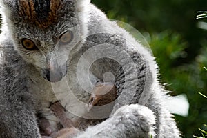 Crowned Lemur twins born at Bristol Zoo, UK.