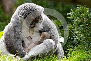 Crowned Lemur twins born at Bristol Zoo, UK.