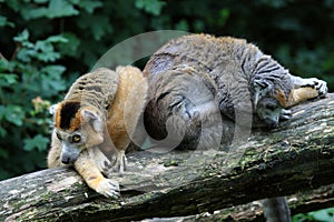 The crowned lemurs