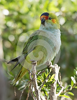 Crowned lorikeet.