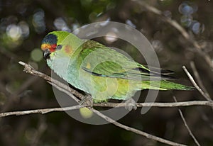 Crowned lorikeet.