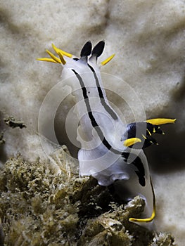 A Crowned nudibranch (Polycera capensis) underwater on the reef reaching up