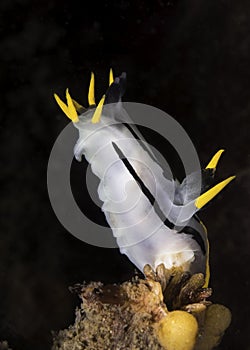 A Crowned nudibranch (Polycera capensis) underwater on the reef reaching up