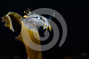 Crowned nudibranch Polycera capensis white sea slug with black and yellow