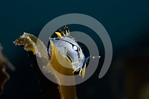 Crowned nudibranch Polycera capensis white sea slug with black and yellow