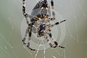 Crowned orb weaver spider macro texture, behind the web veil,  underside view,