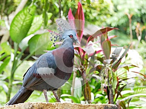 Crowned pigeon