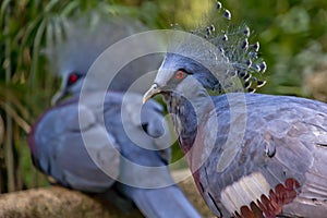 Crowned Pigeon