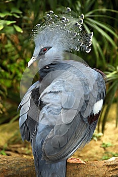 Crowned pigeon