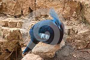 Crowned Pigeon