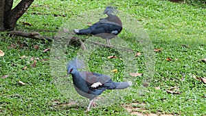 Crowned pigeon.