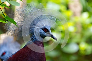 Crowned Pigeon Closeup