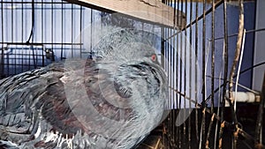 Crowned pigeon Goura victoria in a cage