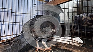 Crowned pigeon Goura victoria in a cage