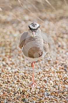 Crowned plover