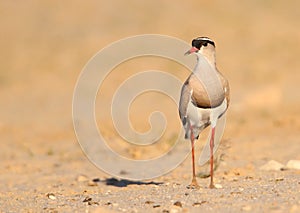 Crowned Plover